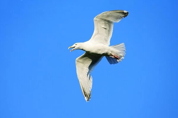 Herring Gull - in flight, Texel, Holland