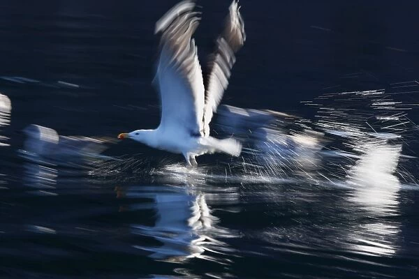 Herring Gull - in flight above water - Norway