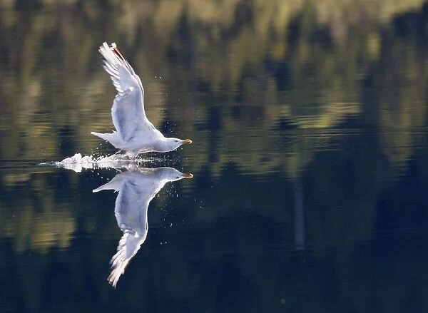Herring Gull - in flight above water - Norway