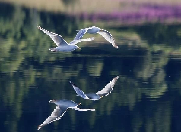 Herring Gull - in flight above water - with reflection - Norway