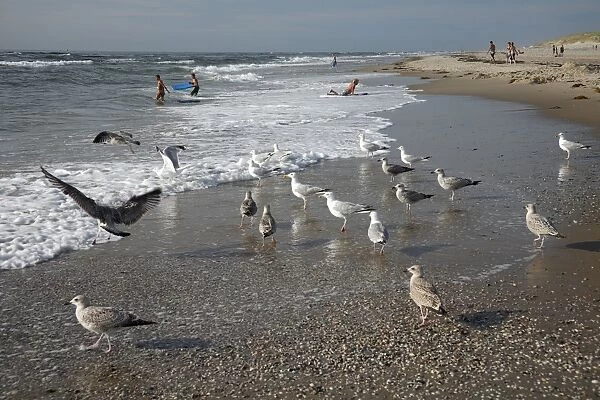 Herring Gull - flock searching for food on beach - Island of Texel - Holland
