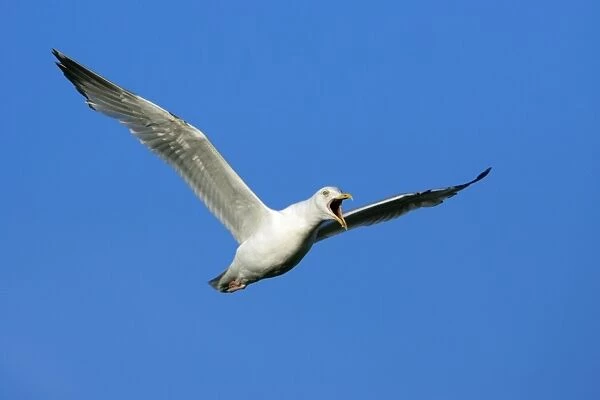 Herring Gull-in courtship display flight, Isle of Texel, Holland