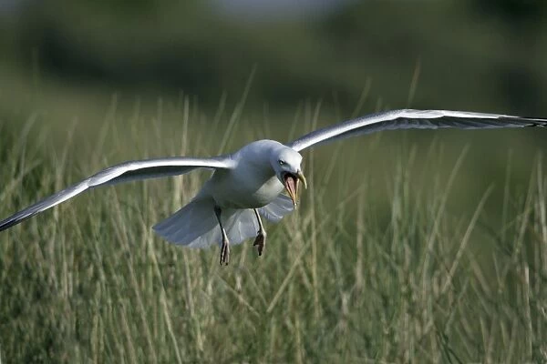 Herring Gull-landing at nest calling, Isle of Texel, Holland