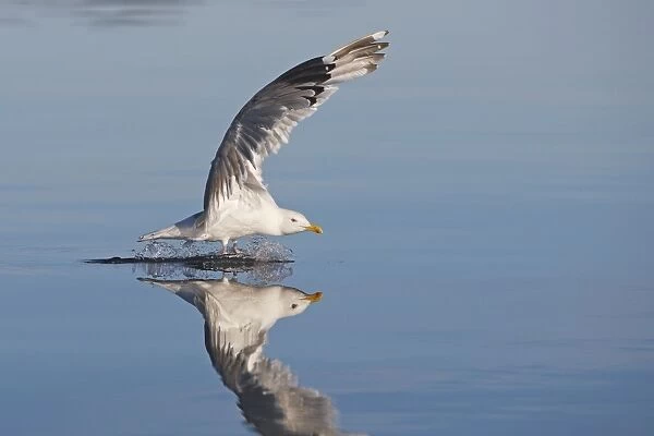Herring Gull - landing on water - with reflection - Norway