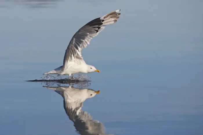 Framed Print : Herring Gull - landing on water - with reflection - Norway Framed Print : Herring Gull - landing on water - with reflection - Norway