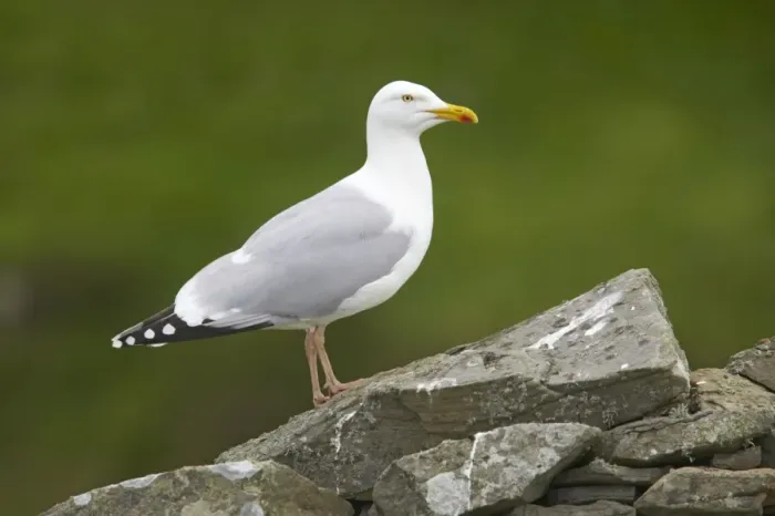 Framed Print : Herring Gull - On old drystone wall Noss Nature Reserve, Shetland, UK BI010390 Framed Print : Herring Gull - On old drystone wall Noss Nature Reserve, Shetland, UK BI010390