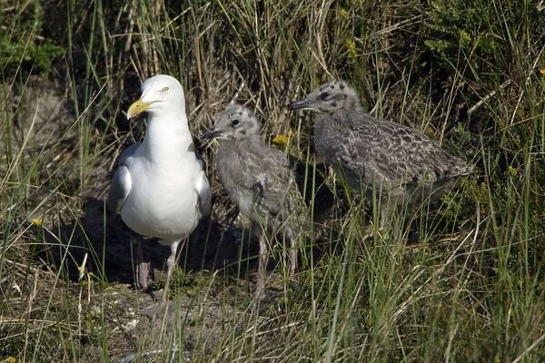 Herring Gull-parent bird with 2 chicks, Isle of Texel, Holland
