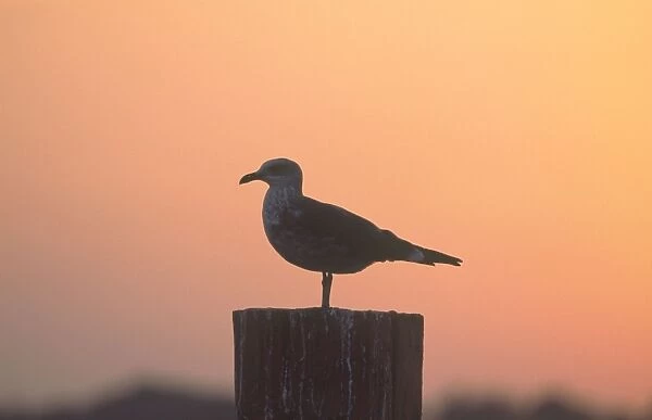 Herring Gull - On post at sunset Hickling Broad Norfolk UK