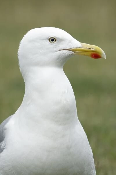 Herring Gull - showing red spot on bill