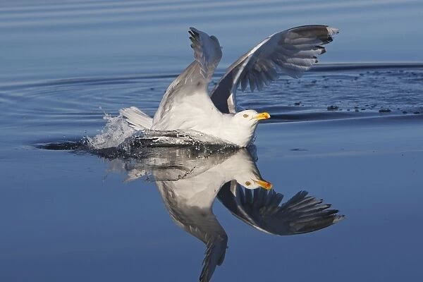 Herring Gull - sitting on water - Norway