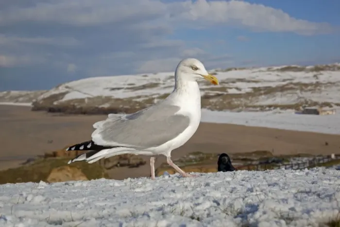 Framed Print : Herring Gull - snow - Perranporth - Cornwall - UK Framed Print : Herring Gull - snow - Perranporth - Cornwall - UK