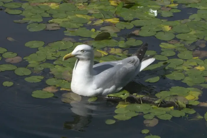 Framed Print : Herring Gull swimming. Swimming among waterlilies in Edinburgh Botanic Gardens, Scotland Framed Print : Herring Gull swimming. Swimming among waterlilies in Edinburgh Botanic Gardens, Scotland