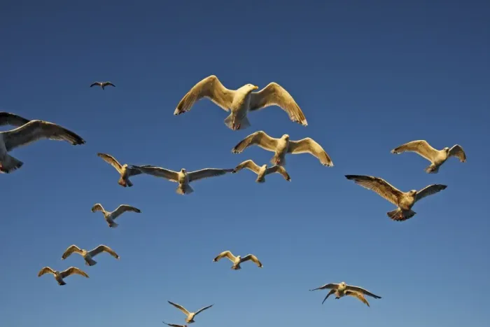 Framed Print : Herring Gulls - in flight - Norway Framed Print : Herring Gulls - in flight - Norway