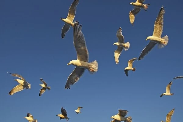 Herring Gulls - in flight - Norway