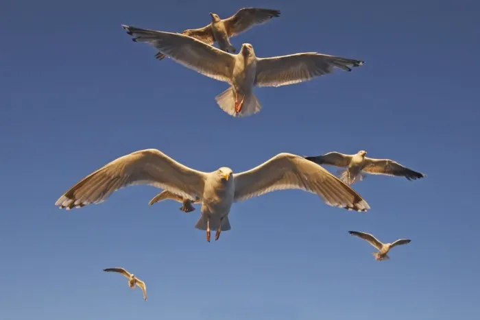 Framed Print : Herring Gulls - in flight - Norway Framed Print : Herring Gulls - in flight - Norway