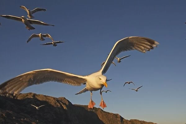 Herring Gulls - in flight - Norway