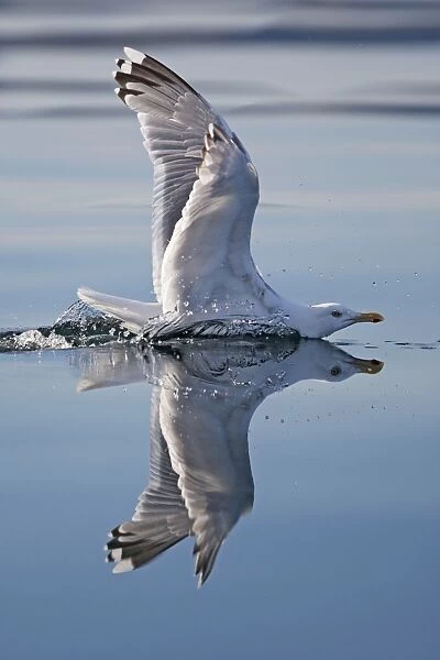 Herring Gulls - immature landing on water with reflection - Norway