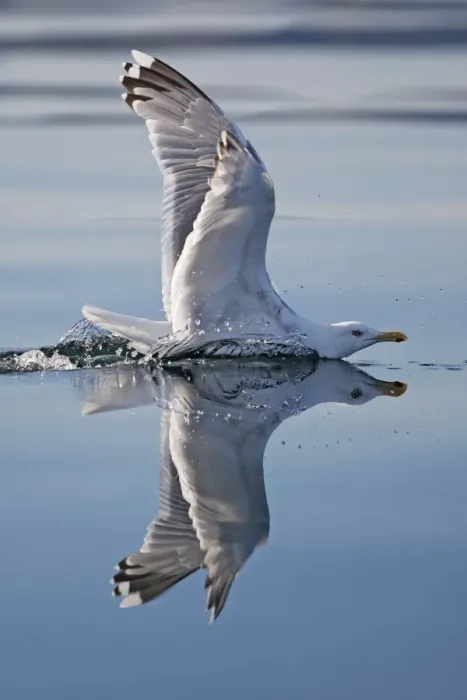 Framed Print : Herring Gulls - immature landing on water with reflection - Norway Framed Print : Herring Gulls - immature landing on water with reflection - Norway