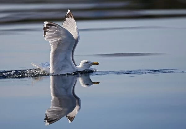 Herring Gulls - landing on water - Norway