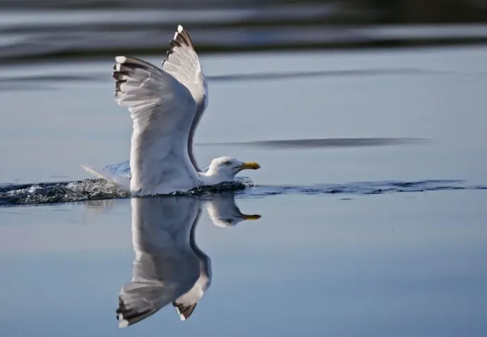 Framed Print : Herring Gulls - landing on water - Norway Framed Print : Herring Gulls - landing on water - Norway