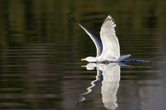 Framed Print : Herring Gulls - landing on water with reflection - Norway Framed Print : Herring Gulls - landing on water with reflection - Norway
