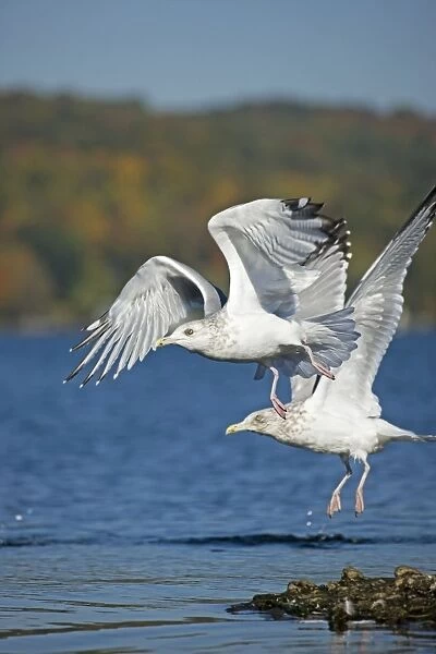 Herring Gulls (Larus argentatus) - New York - USA - Adults taking off at lake - Abundant along the coasts particularly in harbors and garbage dumps - Common on lakes and rivers - Primarily a scavenger - Also breaks mollusks by dropping them