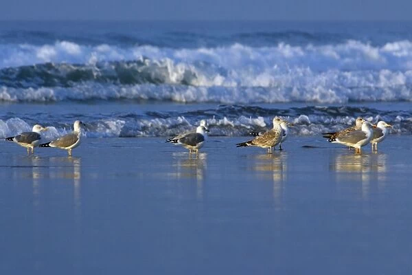 Herring Gulls - Resting on beach Costa Verde, Cantabria, North Spain