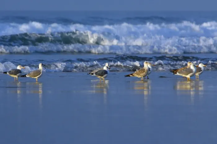 Framed Print : Herring Gulls - Resting on beach Costa Verde, Cantabria, North Spain Framed Print : Herring Gulls - Resting on beach Costa Verde, Cantabria, North Spain