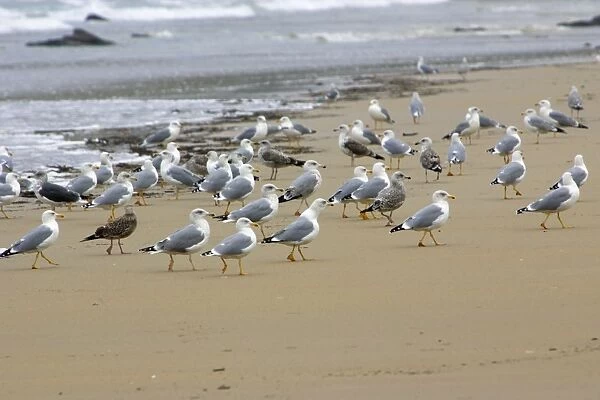Herring Gulls - Resting on beach Costa Verde, Cantabria, North Spain