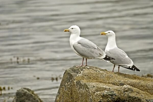 Herring Gulls - On rock - Mull - Scotland