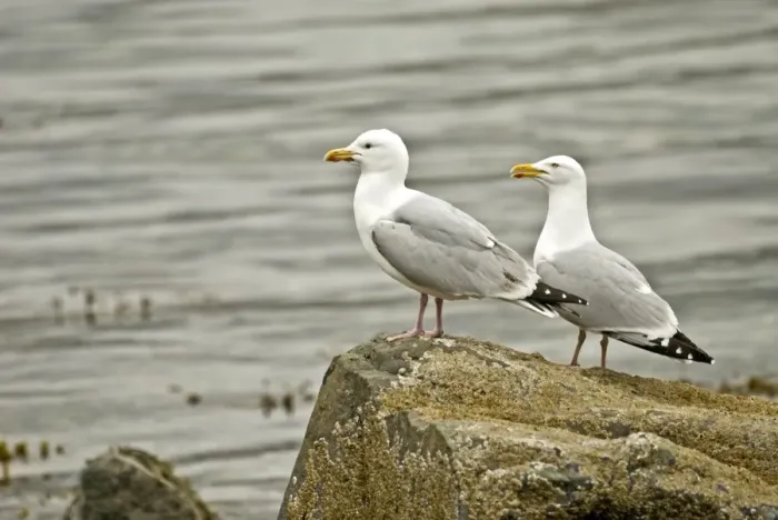 Framed Print : Herring Gulls - On rock - Mull - Scotland Framed Print : Herring Gulls - On rock - Mull - Scotland