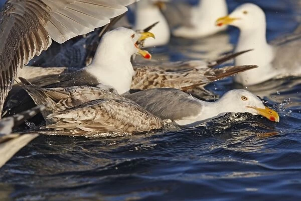 Herring Gulls - sitting on water - Norway