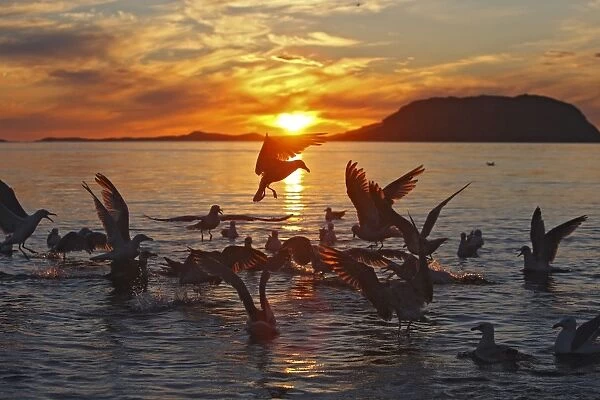 Herring Gulls - in water and in flight landing - sunset - Norway