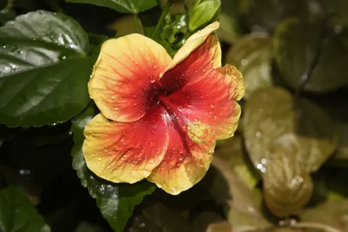 Framed Print : Hibiscus Flower - close-up in park. Nice - France Framed Print : Hibiscus Flower - close-up in park. Nice - France