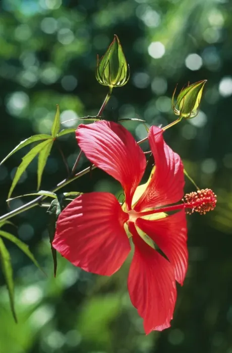Framed Print : Hibiscus JPF 11878 South East USA. Hibiscus coccinea. Fm: Malvaceae © Jean-Paul Ferrero / ardea. com Framed Print : Hibiscus JPF 11878 South East USA. Hibiscus coccinea. Fm: Malvaceae © Jean-Paul Ferrero / ardea. com