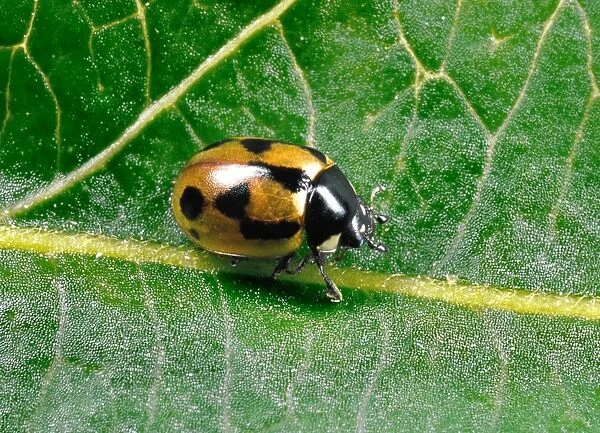 Hieroglyphic Ladybird - Typical colour variety crawling on leaf Predators (natural biocontrol) of Heather Beetle in Scotland Location: Scotland, UK