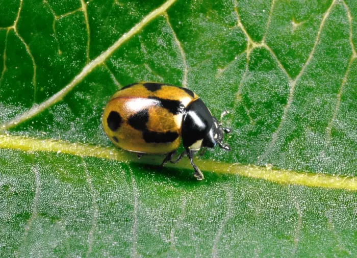 Framed Print : Hieroglyphic Ladybird - Typical colour variety crawling on leaf Predators (natural biocontrol) of Heather Beetle in Scotland Location: Scotland, UK Framed Print : Hieroglyphic Ladybird - Typical colour variety crawling on leaf Predators (natural biocontrol) of Heather Beetle in Scotland Location: Scotland, UK