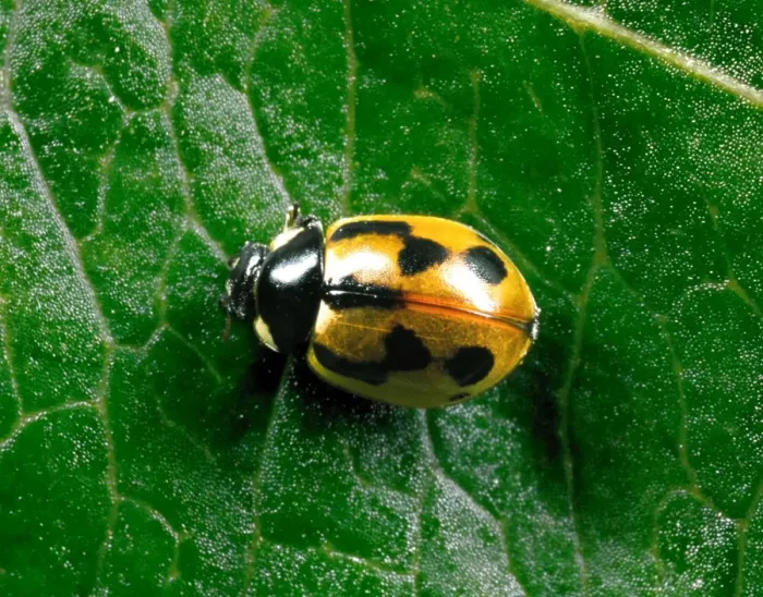Framed Print : Hieroglyphic Ladybird - Typical colour variety crawling on leaf Predators (natural biocontrol) of Heather Beetle in Scotland Location: Scotland, UK Framed Print : Hieroglyphic Ladybird - Typical colour variety crawling on leaf Predators (natural biocontrol) of Heather Beetle in Scotland Location: Scotland, UK