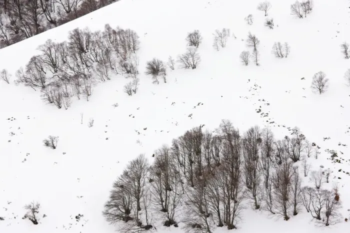 Framed Print : High altitude beech and birch woodland in winter on the Col de La Croix Morand (1401 m) in the Volcans d'Auvergne Regional Natural Park, Massif Central, France Framed Print : High altitude beech and birch woodland in winter on the Col de La Croix Morand (1401 m) in the Volcans d'Auvergne Regional Natural Park, Massif Central, France