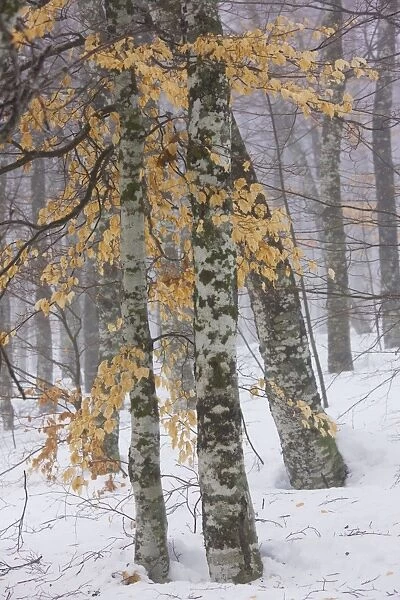 High altitude beech (Fagus sylvatica) woodlands, with foliage, around the source of the River Loire, in winter snow. Massif Central, France