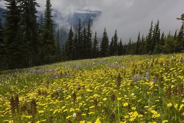 High altitude flowery meadows, Hurricane Ridge, Olympic National Park, Washington