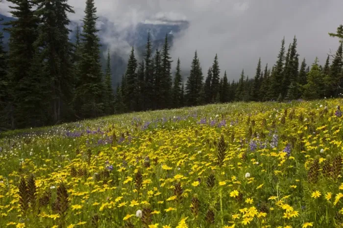 Framed Print : High altitude flowery meadows, Hurricane Ridge, Olympic National Park, Washington