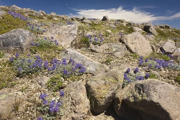 High-altitude tundra dominated by dwarf lupins (Lupinus lepidus = L. lyalii) at 6-7000 ft on Mount Rainier, Cascade Mountains, Washington
