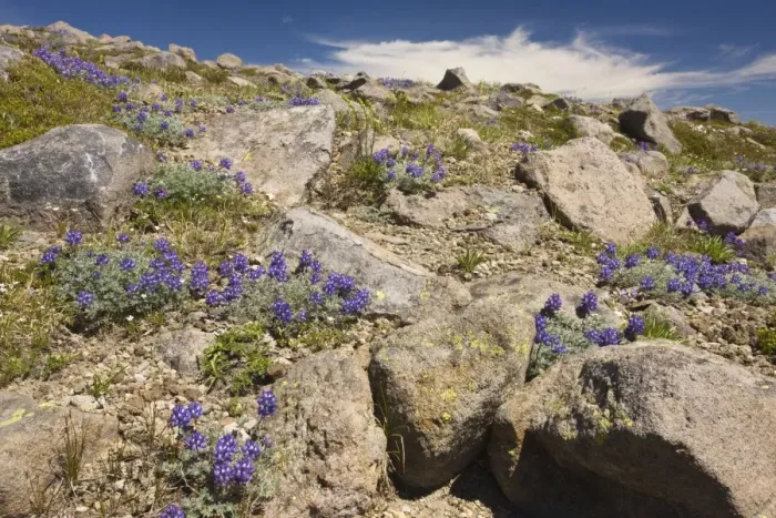 Framed Print : High-altitude tundra dominated by dwarf lupins (Lupinus lepidus = L. lyalii) at 6-7000 ft on Mount Rainier, Cascade Mountains, Washington Framed Print : High-altitude tundra dominated by dwarf lupins (Lupinus lepidus = L. lyalii) at 6-7000 ft on Mount Rainier, Cascade Mountains, Washington
