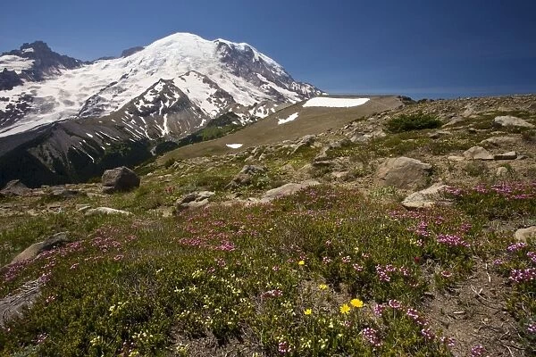 High-altitude tundra dominated by red heather (Phyllodoce empetriformis) with some yellow heather (Phyllodoce glanduliflora) at 6-7000 ft on Mount Rainier, Cascade Mountains, Washington