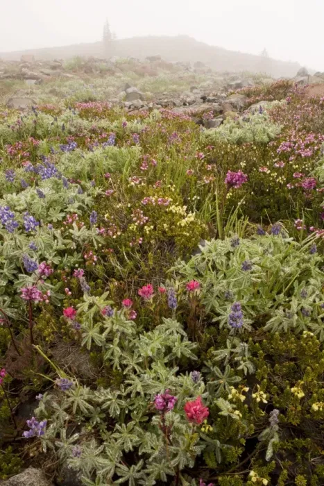 Framed Print : High altitude tundra with dwarf lupines, red heather, Magenta paintbrush etc. in the mist, on Mount Rainier, Cascade Mountains, Washington Framed Print : High altitude tundra with dwarf lupines, red heather, Magenta paintbrush etc. in the mist, on Mount Rainier, Cascade Mountains, Washington