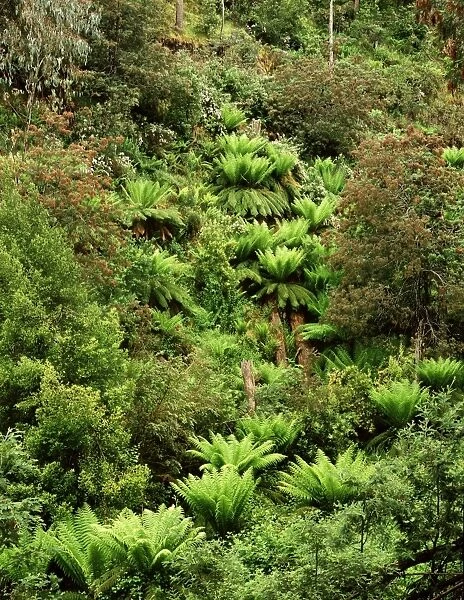 High Country vegetation with tree ferns, Wonangatta-Moroka section, Alpine National Park, Victoria, Australia JLR03933
