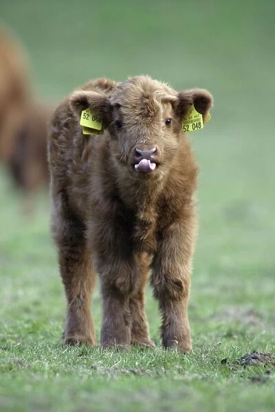 Highland Calf - On meadow, with registration tags in ears, sticking tongue out