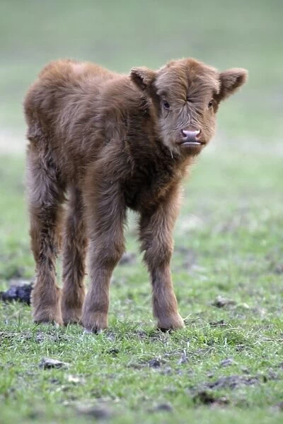 Highland Calf - On meadow, with registration tags in ears, looking inquisitive. Lower Saxony, Germany