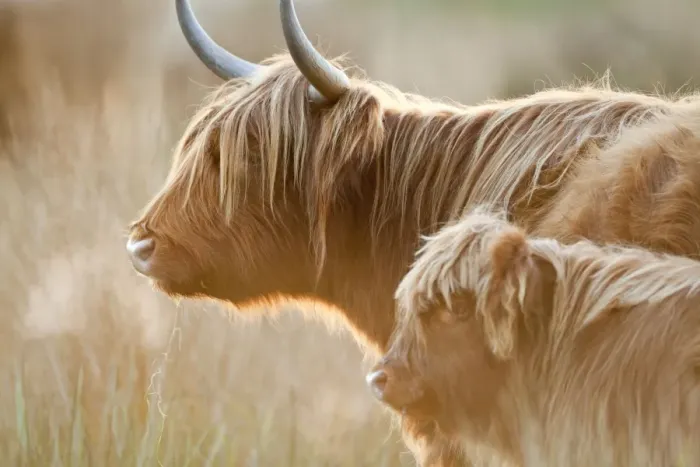 Framed Print : Highland Cattle - adult with young - Norfolk grazing marsh - UK Framed Print : Highland Cattle - adult with young - Norfolk grazing marsh - UK